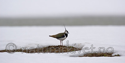 bb 06 0015 / Vanellus vanellus / Vipe